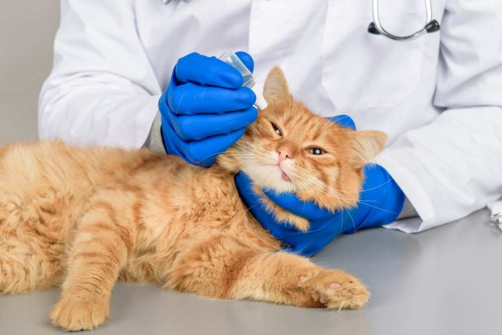 Конъюнктивит у кошек - воспалительный процесс, поражающий...