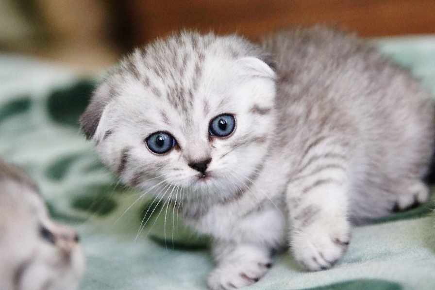 Вислоухие короткошерстные кошки скоттиш-фолд — все о них