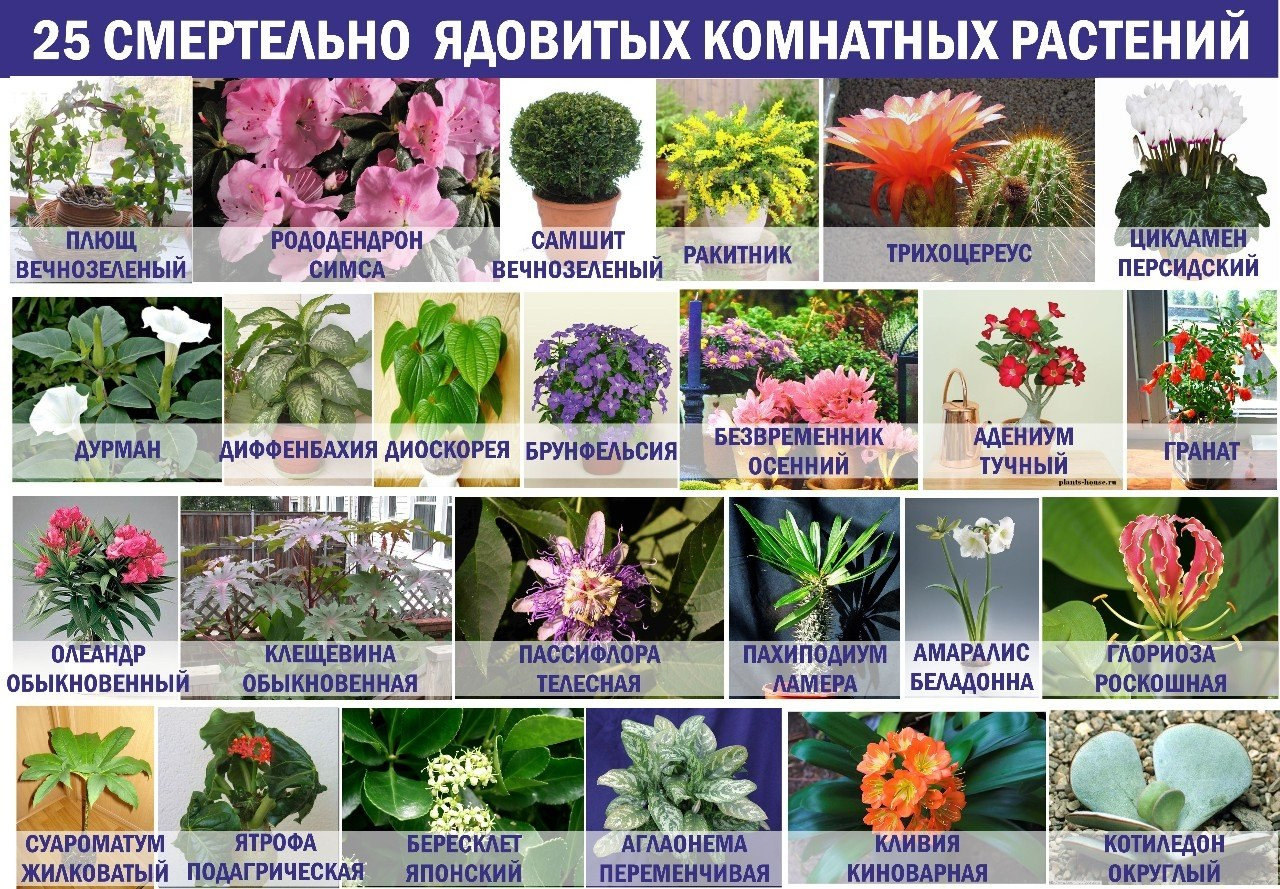 Список и описание ядовитых растений для котов: какие цветы опасны