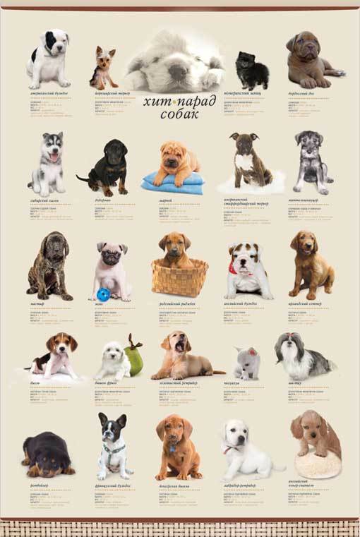 Маленькие породы собак — топ-35 пород с фото и кратким описанием
