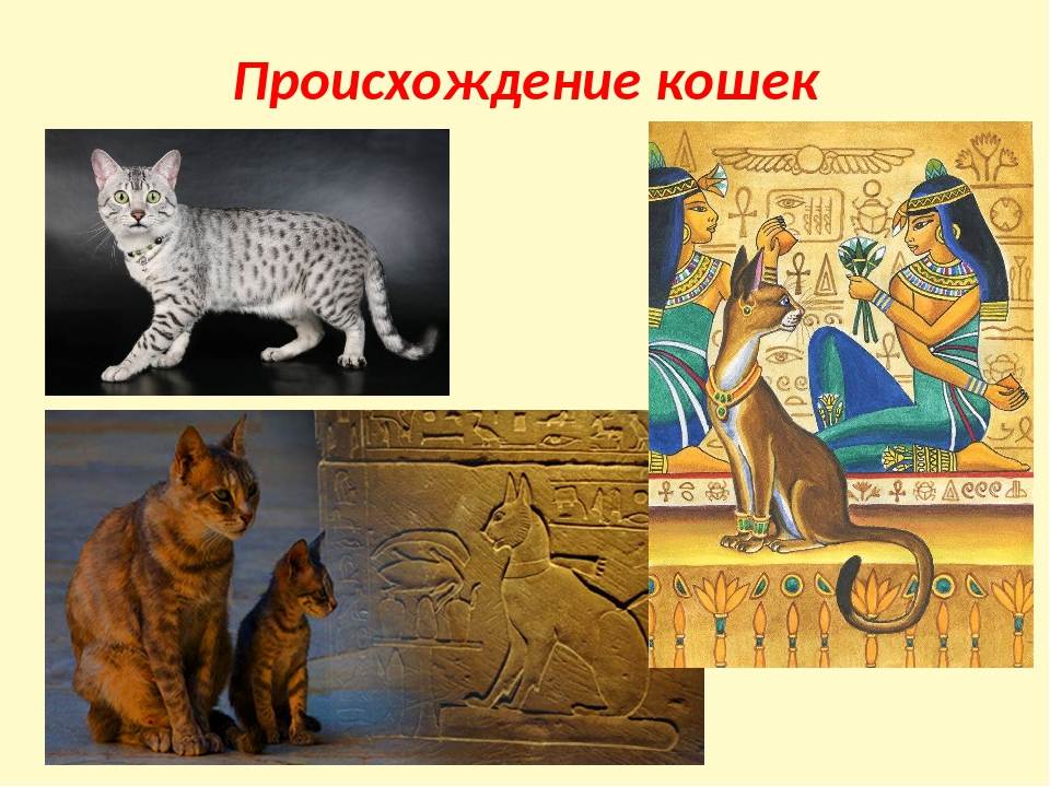 От кого произошли кошки на земле: разные мнения о том, откуда родом первые домашние питомцы