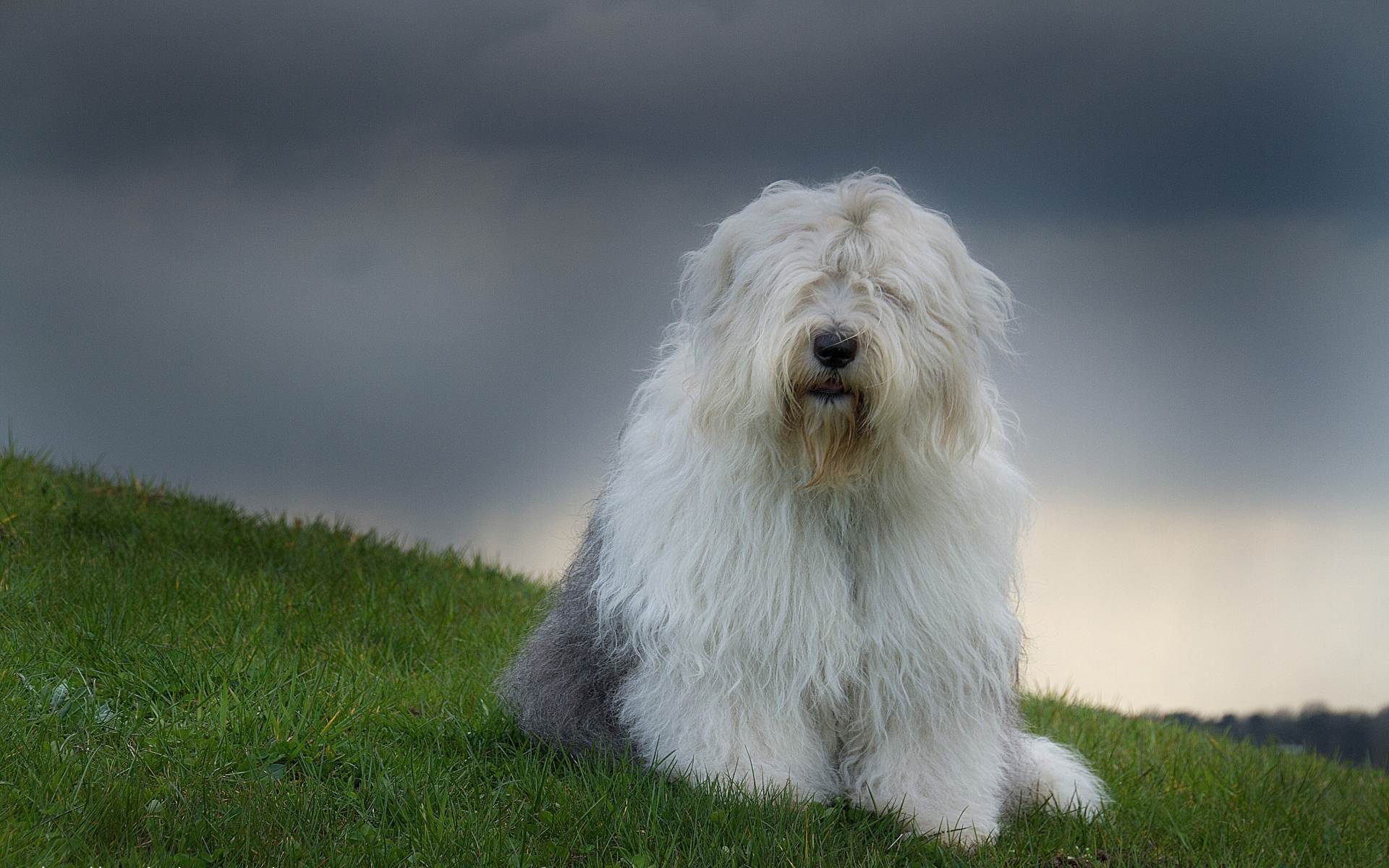 Собака бобтейл (староанглийская овчарка): описание породы с фото, характер
