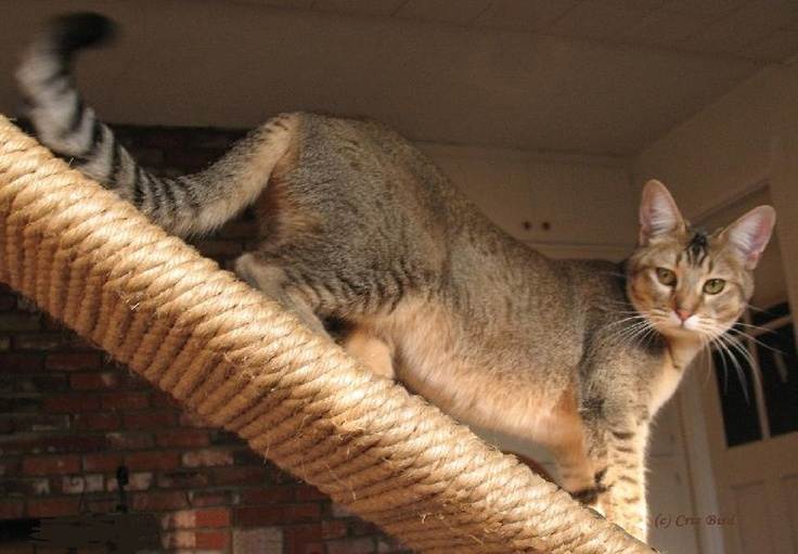 Чаузи (chausie): фото и описание породы кошек (характер, уход и кормление)