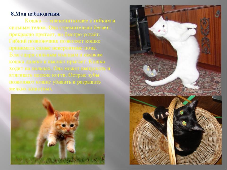 Кошачьи странности: объяснение некоторых повадок питомцев - gafki.ru