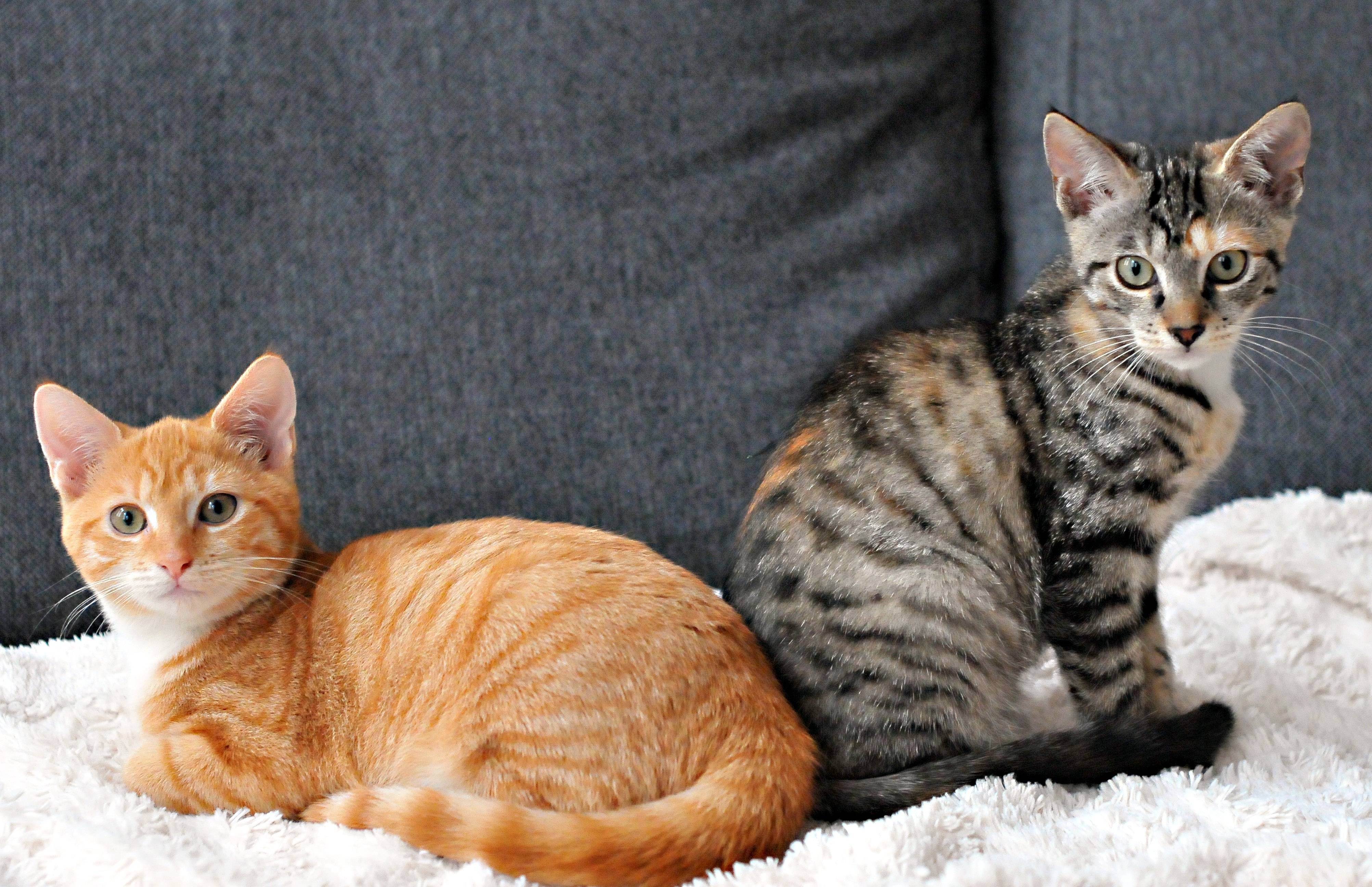 Рыжие коты: породы пушистых и короткошерстных кошек рыжего окраса, особенности ухода и приметы