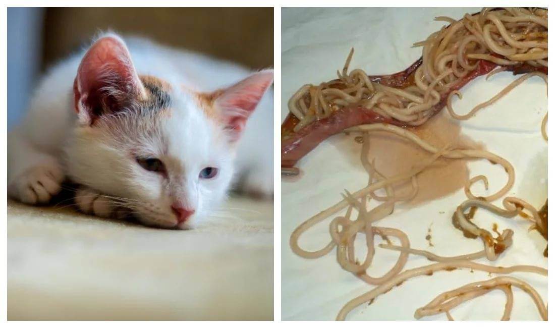 Симптомы глистов у кошки: первые признаки ленточных, легочных и кишечных глистов, как определить наличие гельминтов