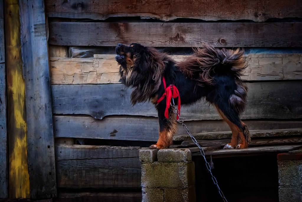 Самые сильные собаки в мире — топ-10 пород с фото и описанием