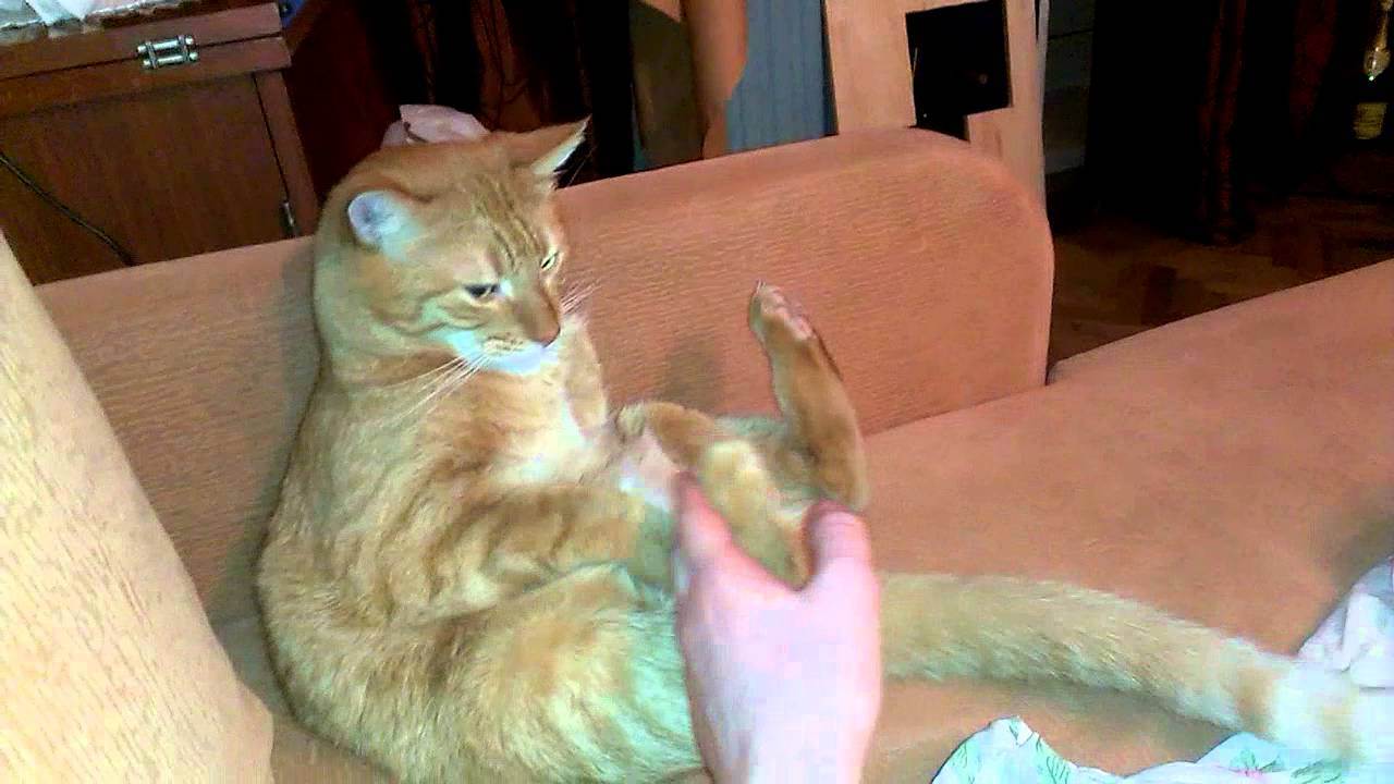 Жесты кошек: что означает язык жестов кошек