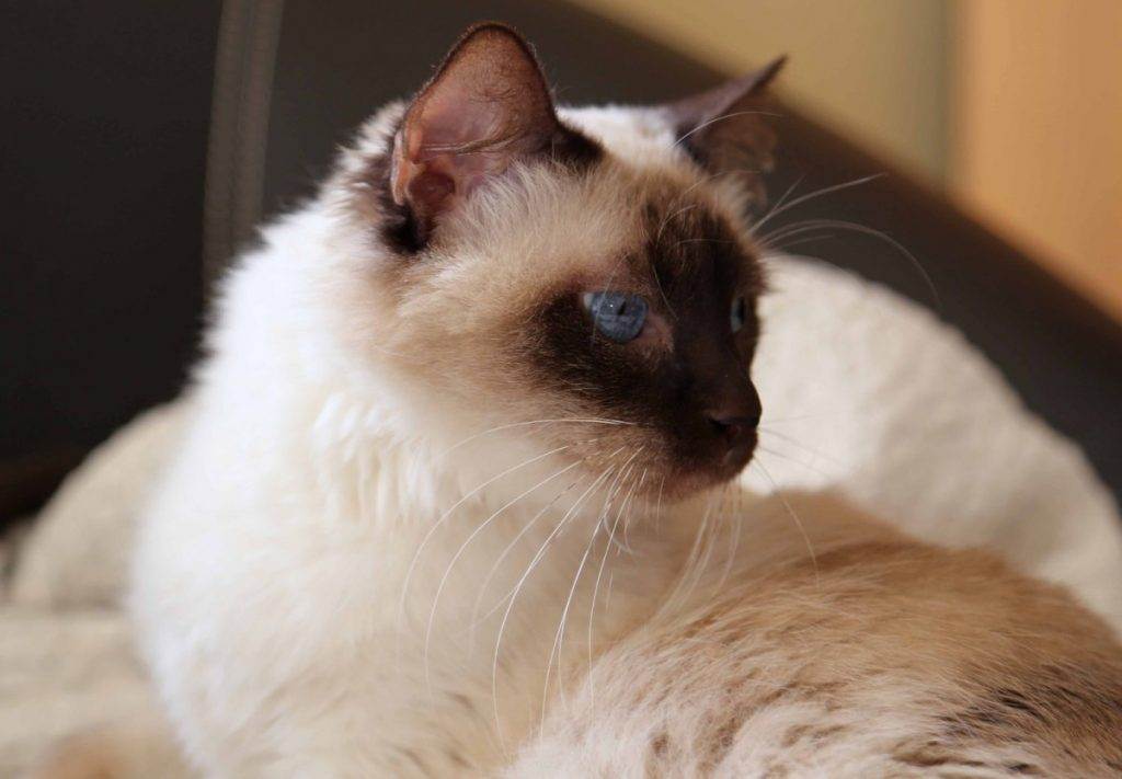 ᐉ балинезийская кошка - описание пород котов - ➡ motildazoo.ru