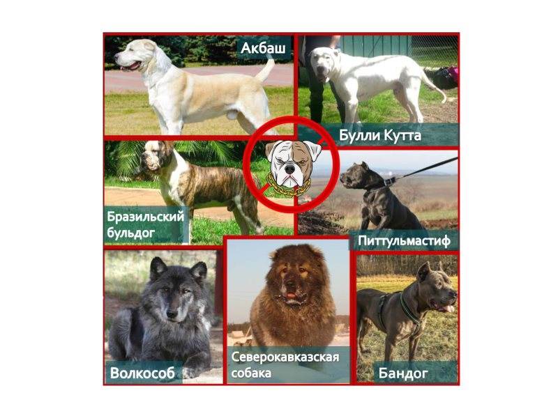 Официальный перечень потенциально опасных и запрещенных пород собак в россии