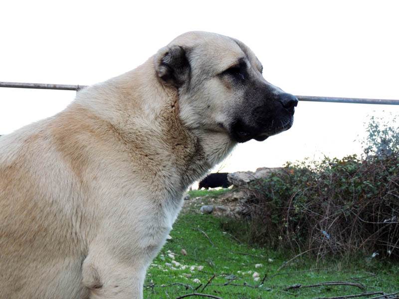Собака гампр (армянский волкодав): описание, дрессировка, фото