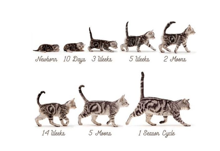 Как определить возраст котенка в домашних условиях?