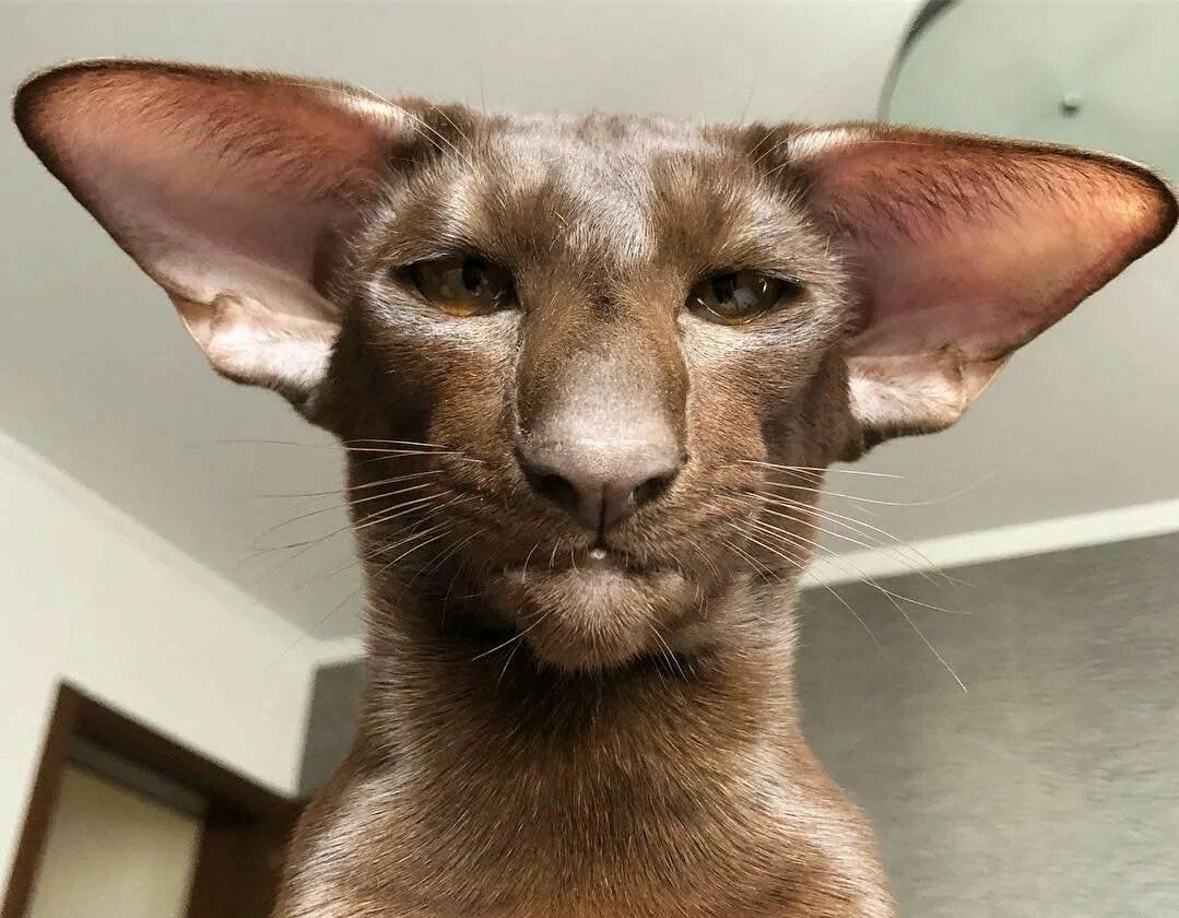 Породы необычных кошек с большими ушами