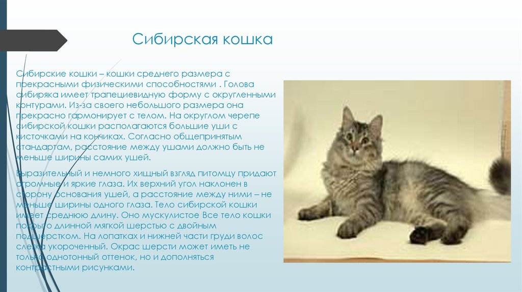 Сибирская кошка: описание, фото, стандарт, характер, особенности ухода за породой