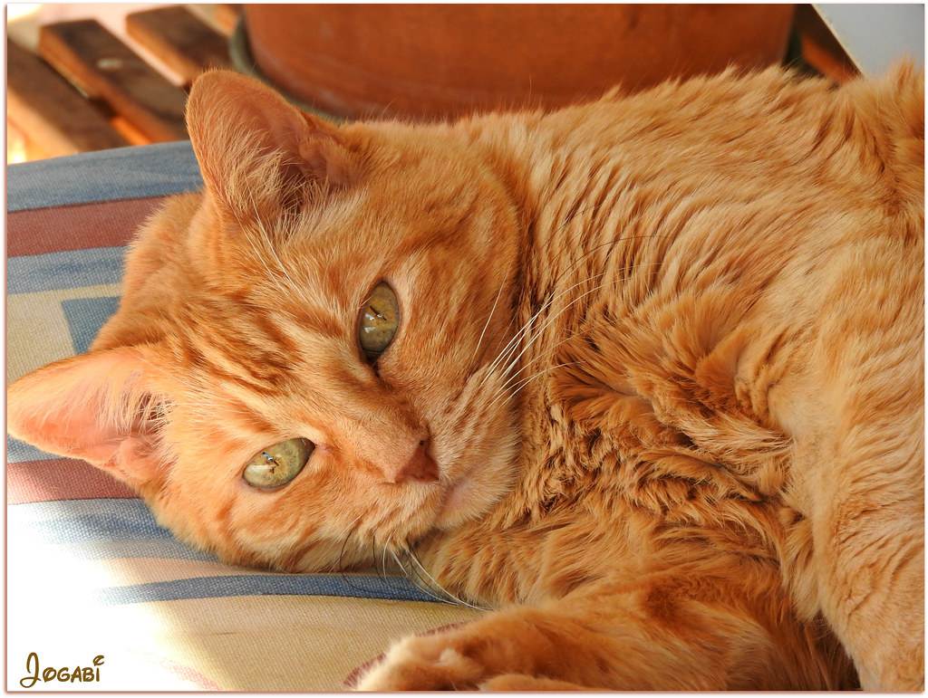 Панкреатит у кошек: причины и симптомы, первая помощь, лечение, диета