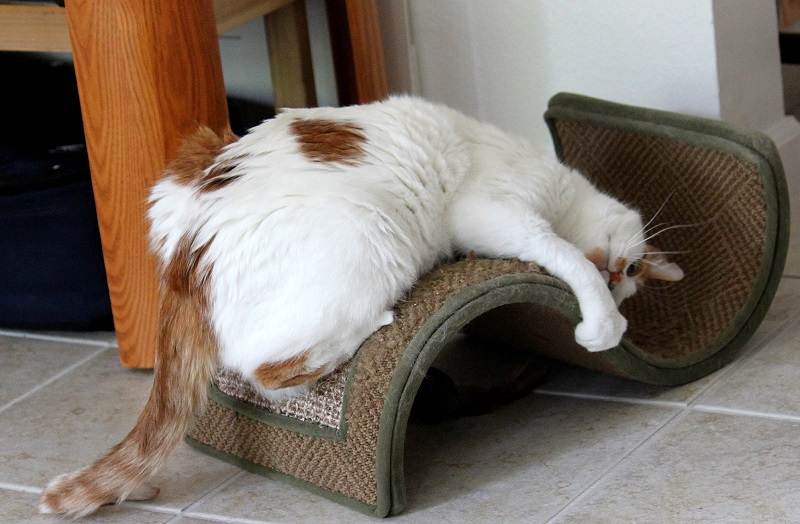 Кот метит в доме (квартире): как отучить, что делать, если кастрированный кот ставит метки, как избавиться от запаха