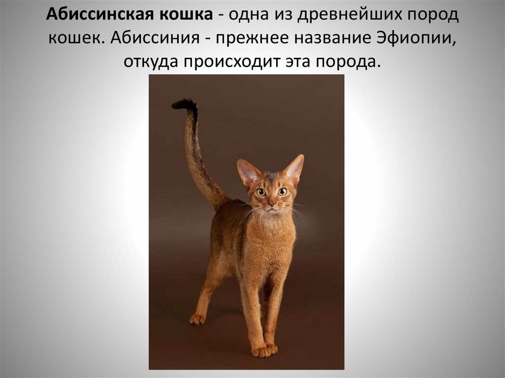 Описание внешности и характера абиссинской кошки, стандарты породы