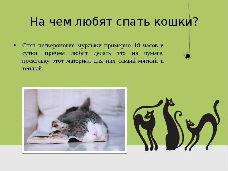 Сколько спят кошки: почему много спят, где любят спать и почему