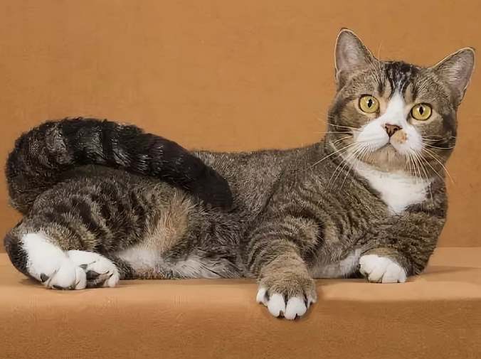 Американская жесткошерстная кошка: описание породы, цена