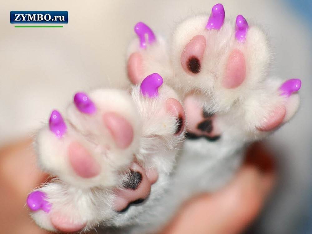Накладки на когти (антицарапки) для кошек: польза и вред, размеры, как одевать и как снимать