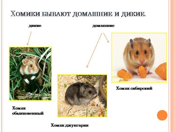 Хомяки - домашние любимцы: описание пород с названиями и фотографиями