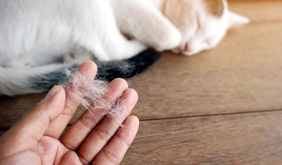 Как убрать шерсть с одежды, ковра, очистить салон от кошачьей, собачьей шерсти, избавиться от волос животных в квартире