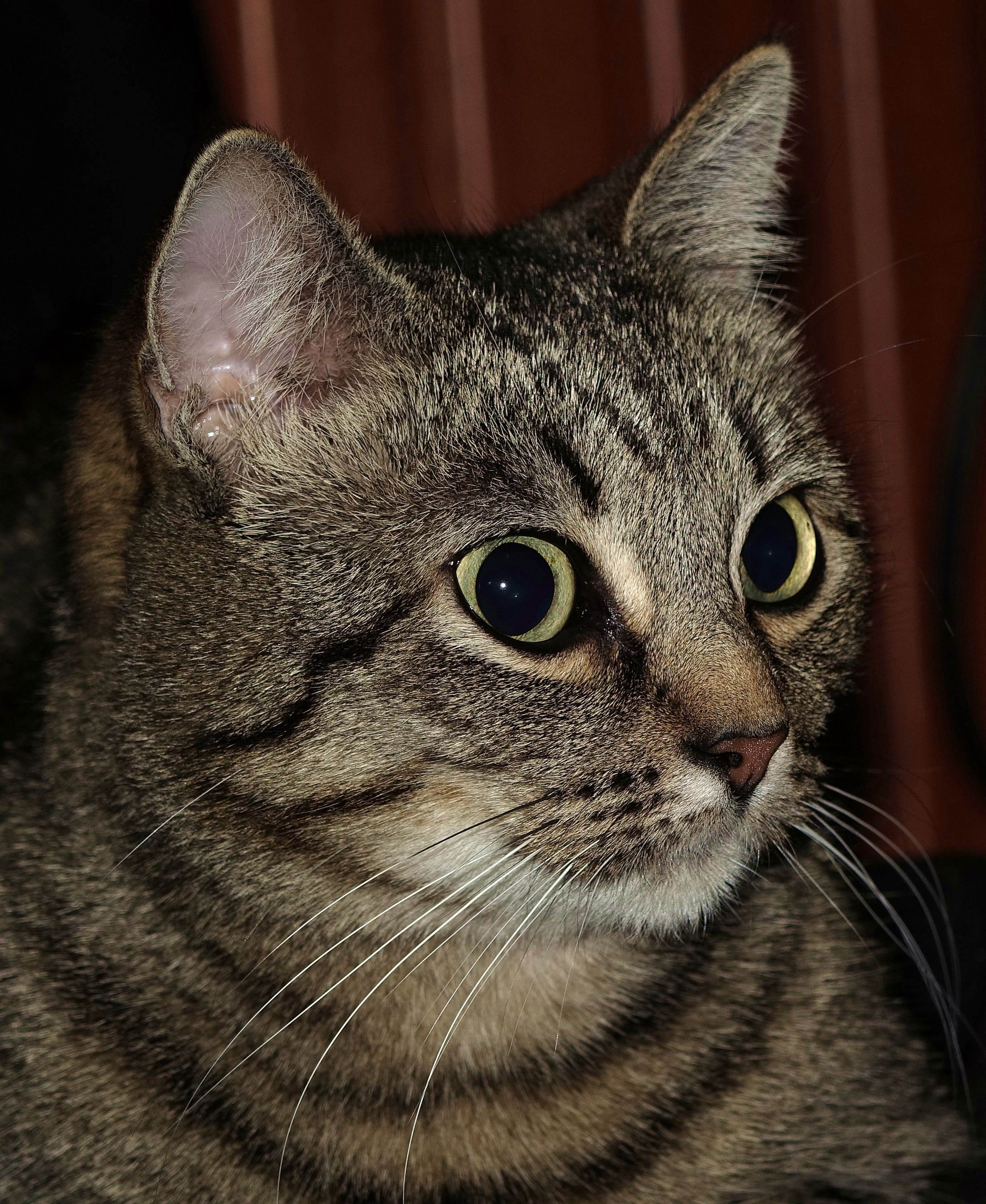 Кельтская кошка - описание породы и фото | кот и кошка