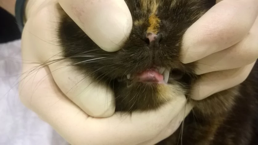 Эозинофильная гранулема у кошек: причины, симптомы, лечение и советы для заводчиков | ваши питомцы