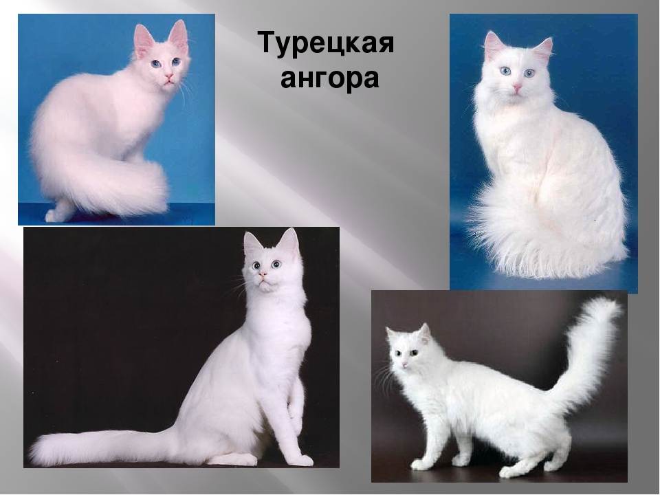 Турецкая ангора: описание породы, фото, характер кошки