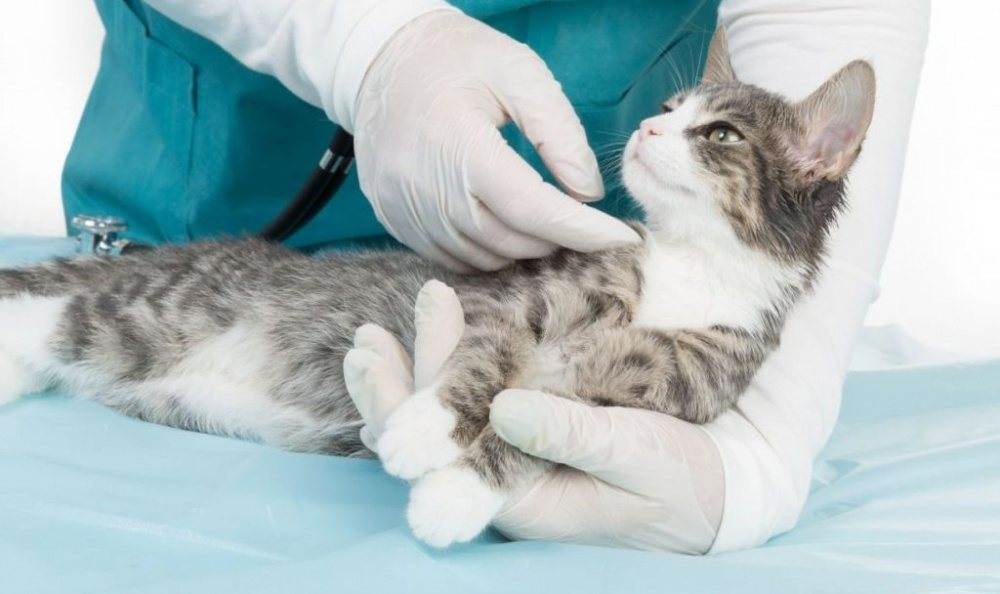 Какие бывают инфекции у кошек и как их лечить | муркоша