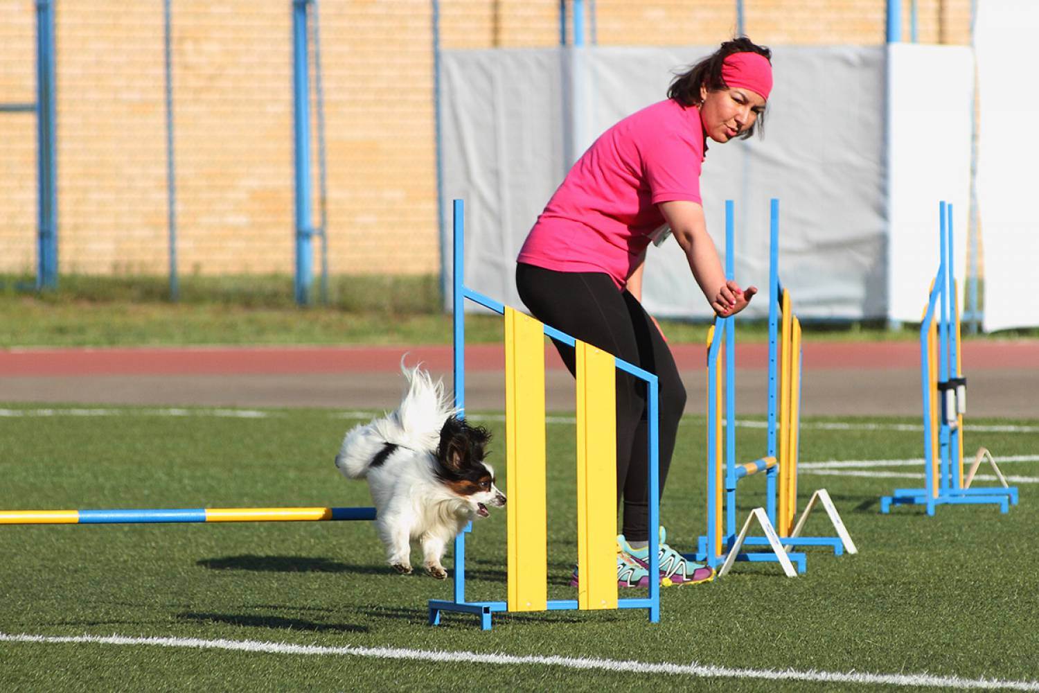 Аджилити для собак что это - спорт для собак: правила, соревнования и видео