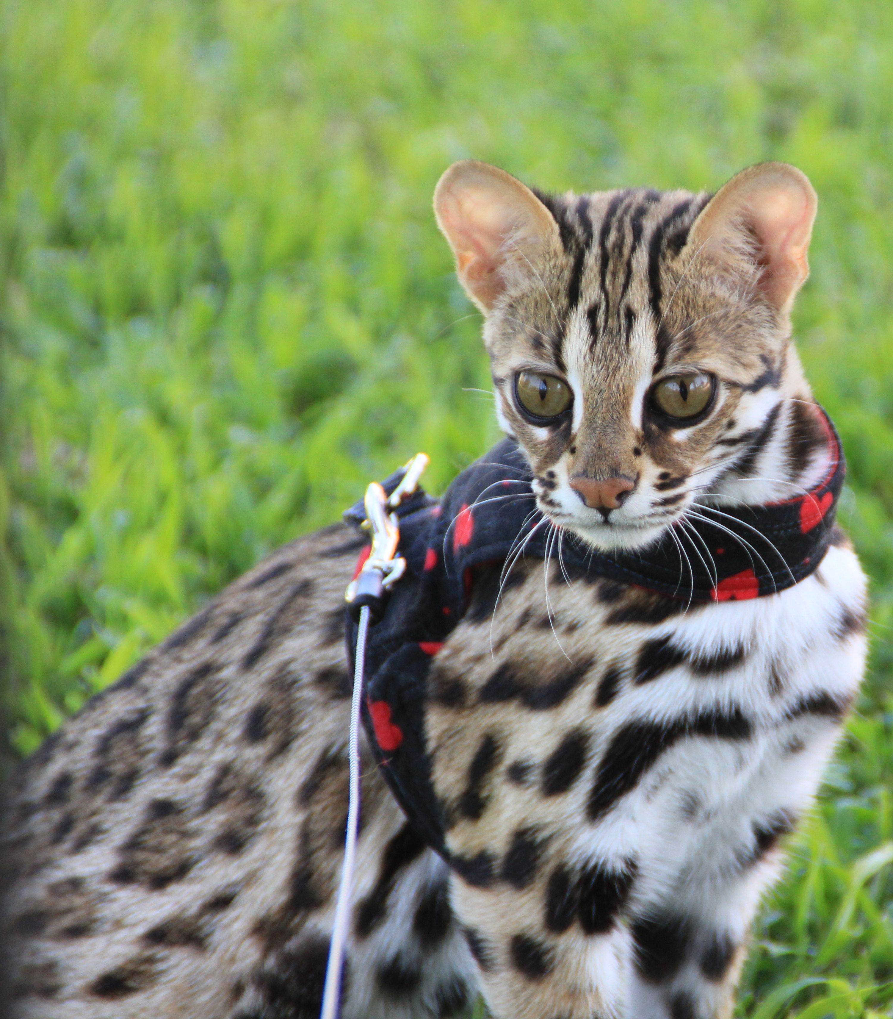 Как называется порода котов похожих на леопарда