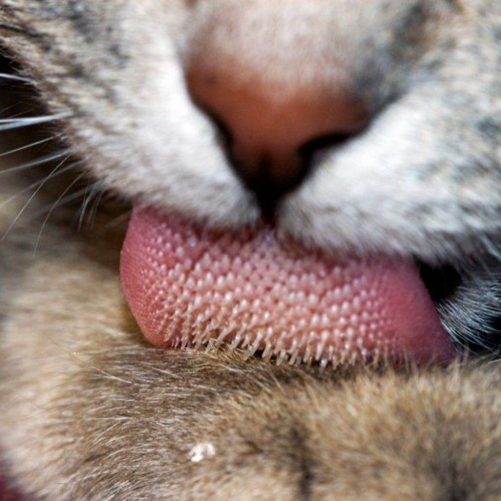 Почему язык у кошек такой шершавый? - onwomen.ru