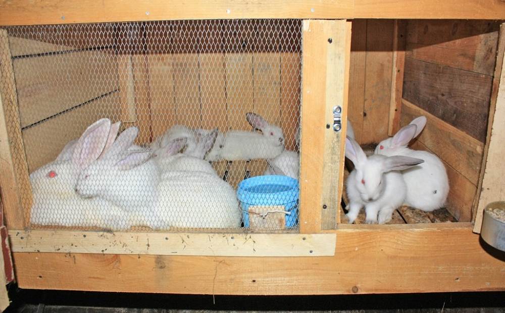 Советы по разведению кроликов в домашних условиях для начинающих. какая должна быть клетка? - твой питомец