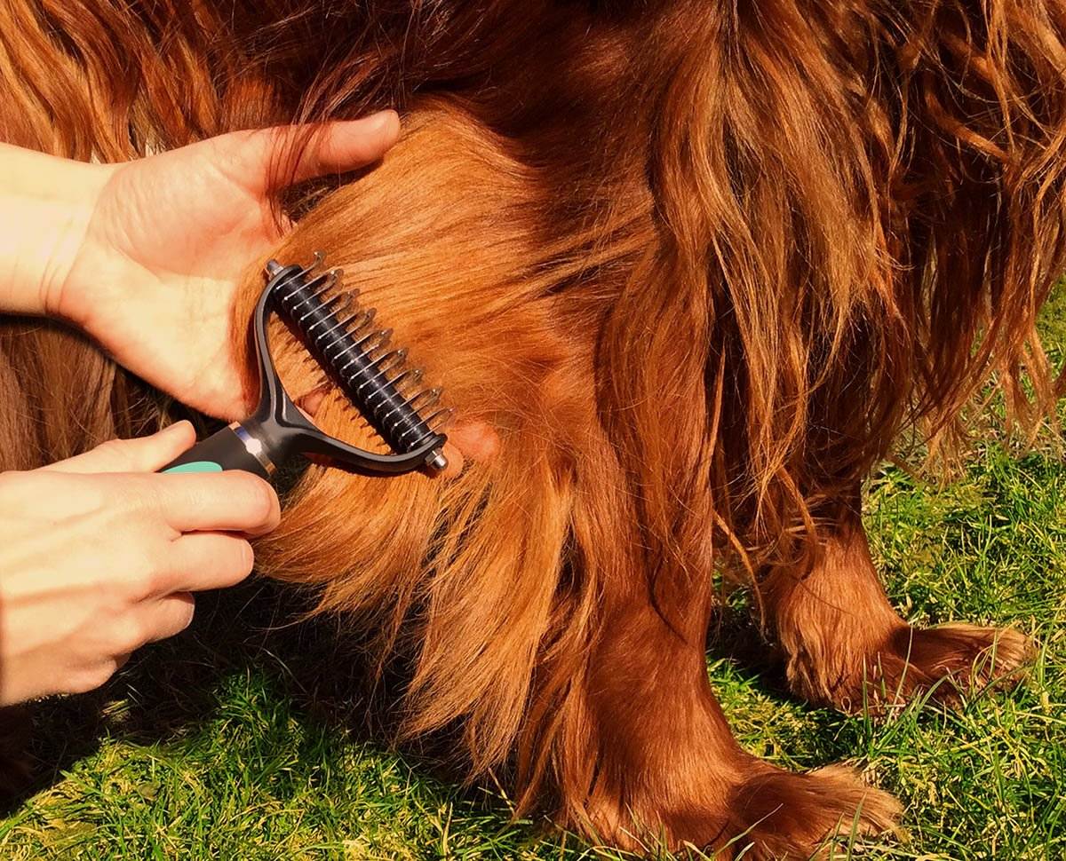 Уход за шерстью собаки: средства и инструменты для груминга | блог ветклиники "беланта"