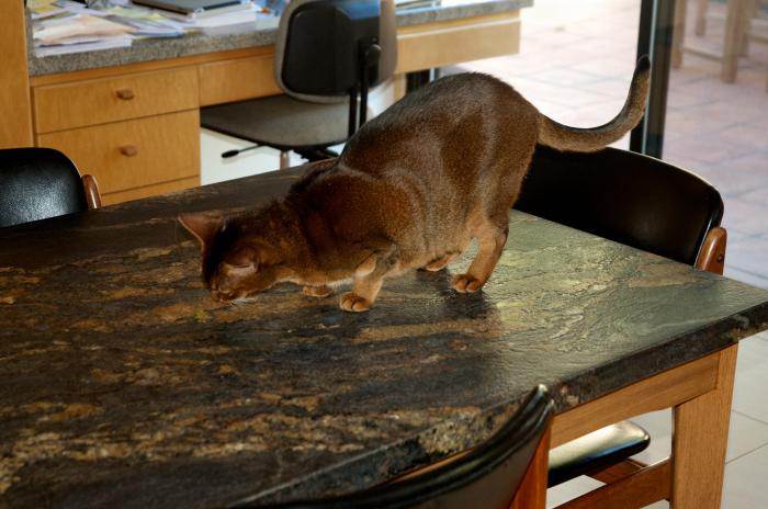 7 способов, как отучить кошку лазить по столам