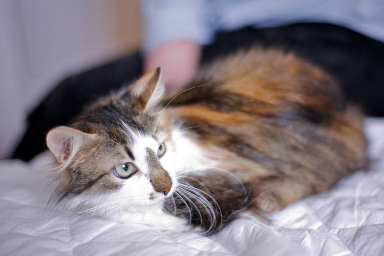 Трехцветная кошка в доме: приметы и суеверия