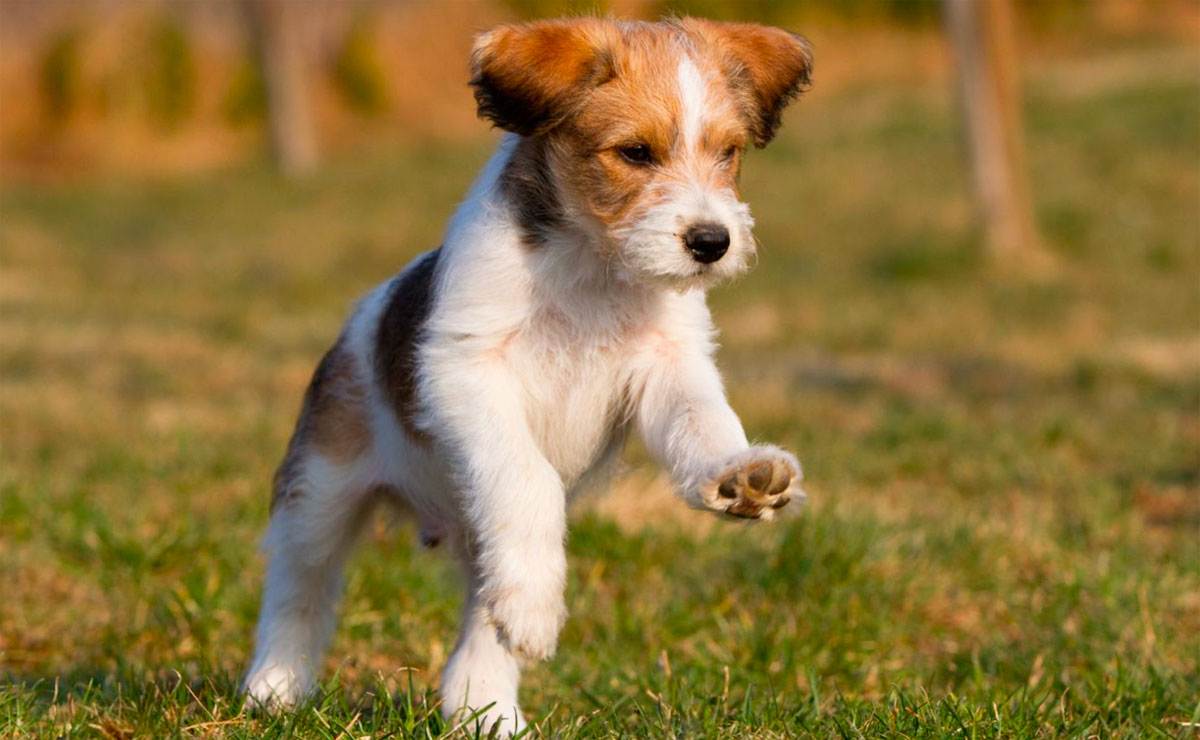 24 самых неприхотливых пород собак: от маленьких до великанов для содержания в квартире и доме