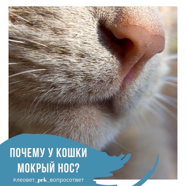 Уникальный кошачий нос