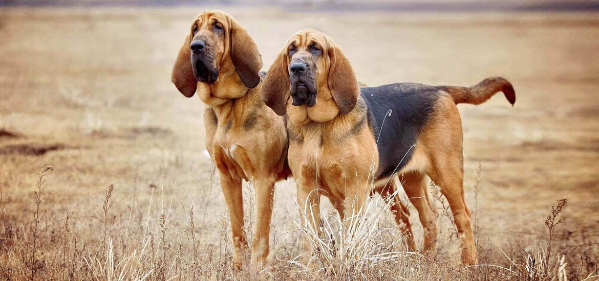 Порода собак бладхаунд: фото, видео, описание породы и характер