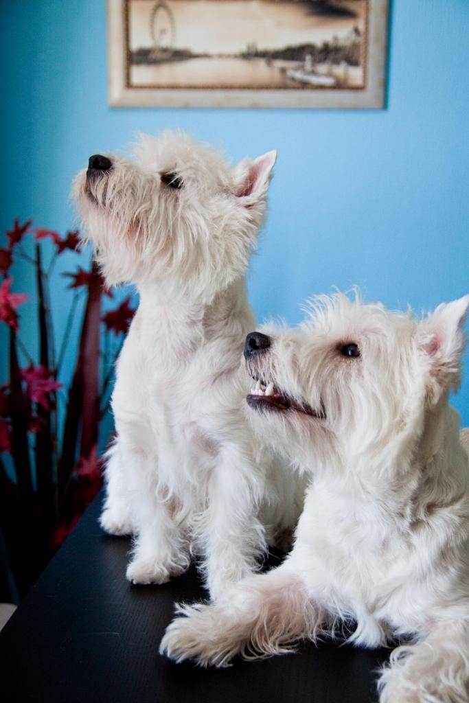 Вест хайленд уайт терьер - фото собак, описание породы, характер, история, болезни и уход