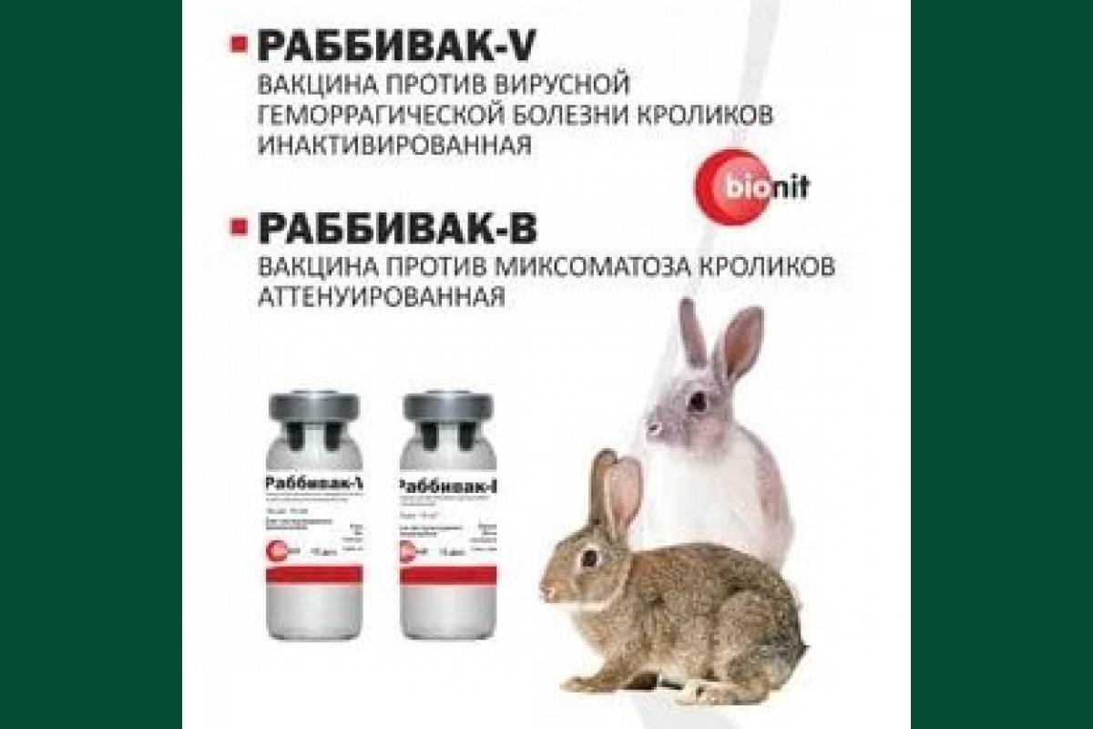Прививки кроликам какие и когда делать, вакцина от миксоматоза и вгбк инструкция - kotiko.ru