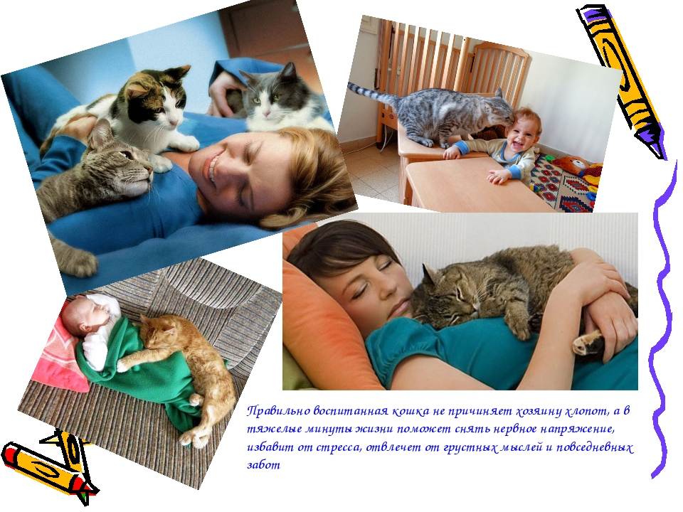 Как воспитывать котенка: 135 фото ухода и воспитания в домашних условиях