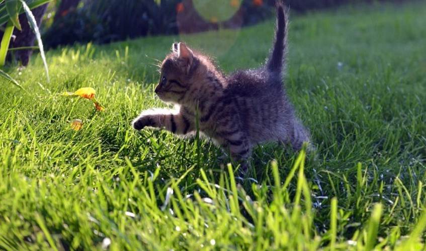 Кот не ест траву для кошек