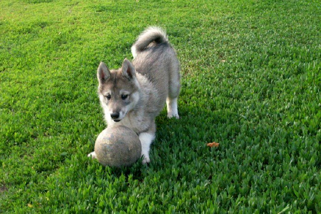 Самоедская собака (лайка): характер, воспитание, стоимость щенков