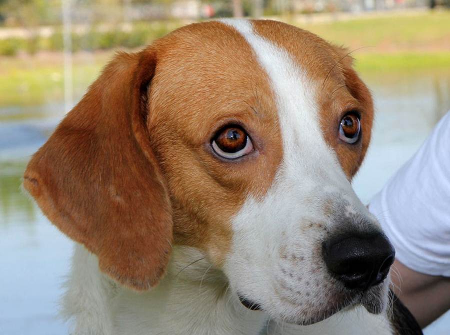Английский фоксхаунд (английская лисья гончая):обзор породы собак с фото