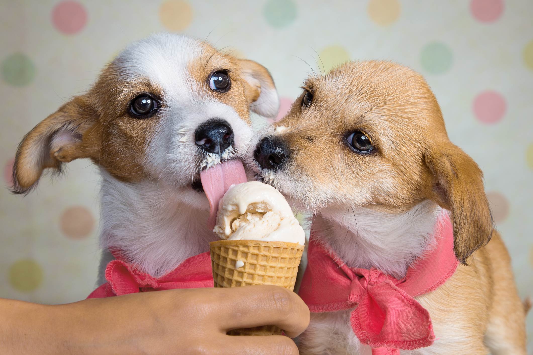 Можно собаку съесть. Мороженое для собак. Животные и сладости. Собачки и кошечки. Сладости для собак.