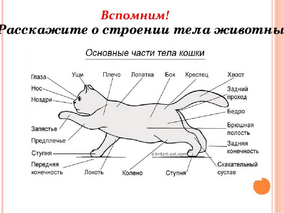 8 фактов о кошачьих хвостах: описание и инфографика