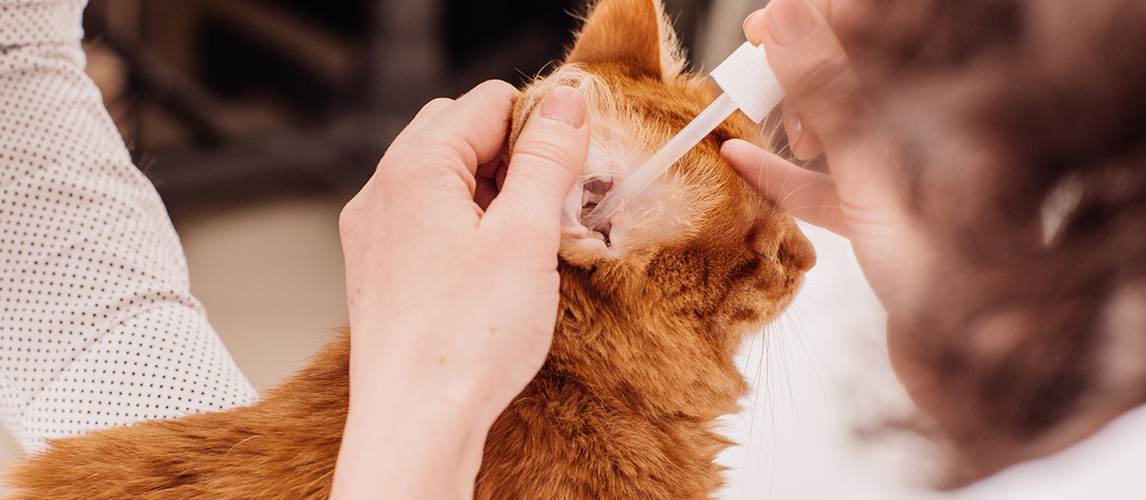 Ушной клещ у кошек: признаки, лечение в домашних условиях, мази и капли, фото