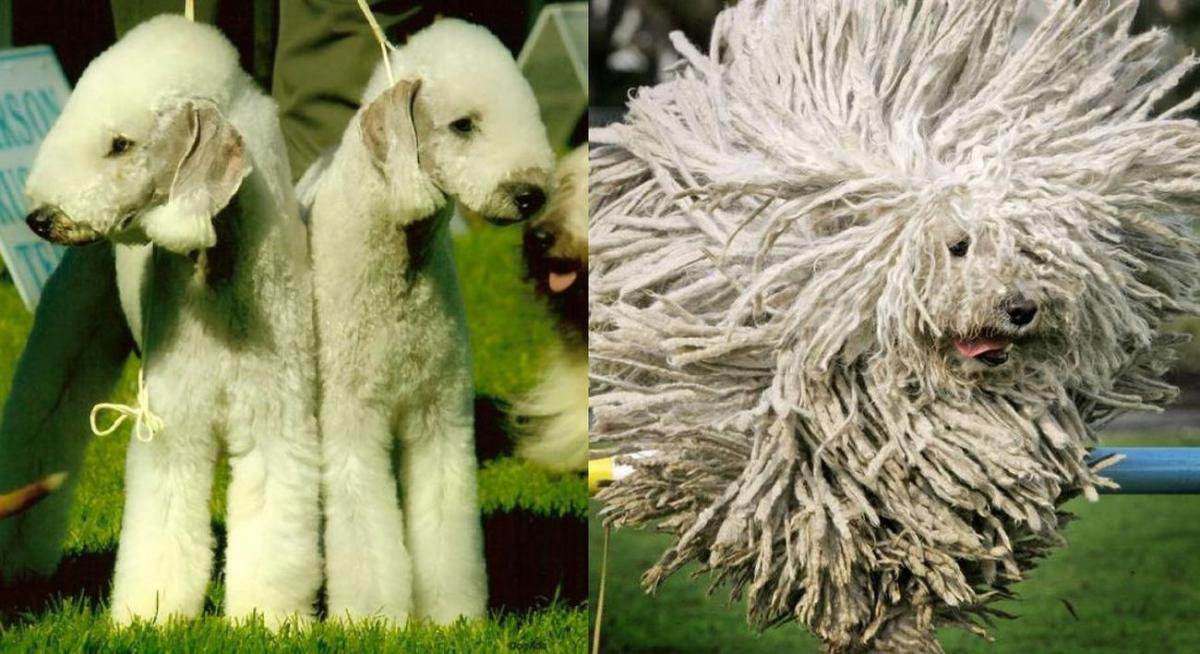 Самые редкие породы собак. редкие породы маленьких собак :: syl.ru